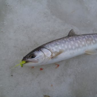 やっと片目が開いた