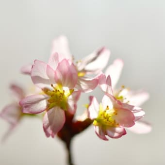 終桜