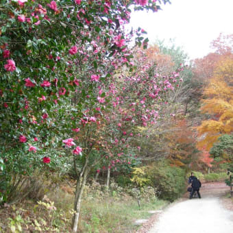 12月２日裏山で紅葉狩り(4)