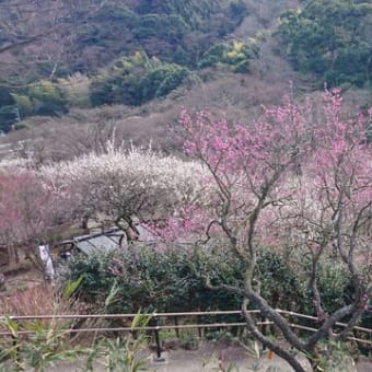 熱海梅園で春気分♪