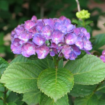紫陽花