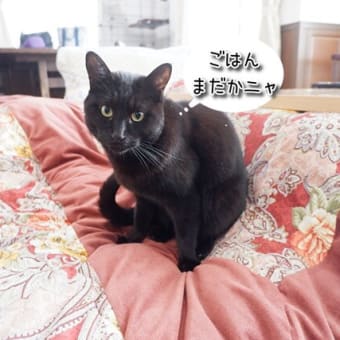 クロネコアルトの宅急便？