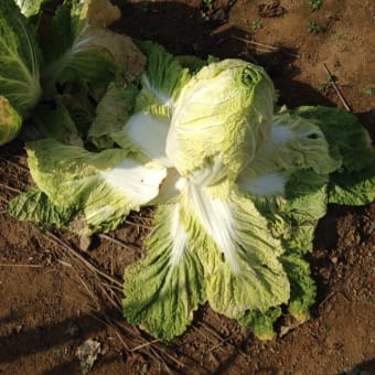 野菜栽培 白菜の病気