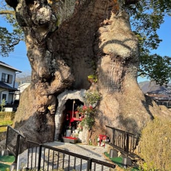 佐賀県の三大巨木・・・