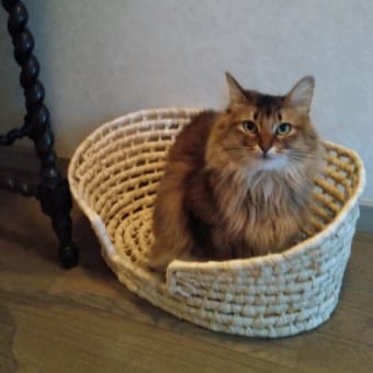 ピピの好み