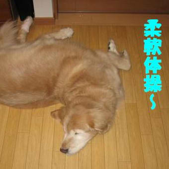 ローリーのお散歩