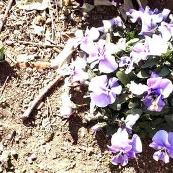 おもて通りの花々