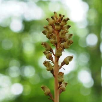 花の端境期の水林自然林には菌従属栄養植物などが（2025.6.8）#1