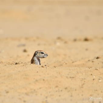 南アフリカへ行けそう🐘