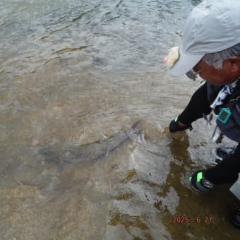 北海道のトラウトに魅了されて･･･