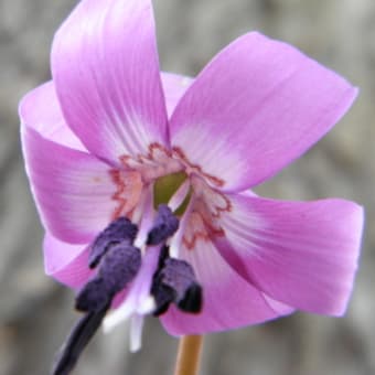 かたくりの花