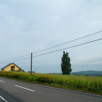 本日の写真