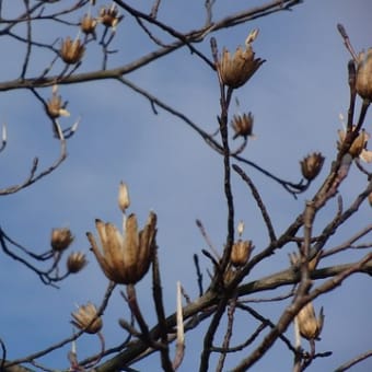 木に咲くチュウリップの花