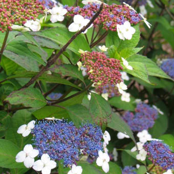 紫陽花