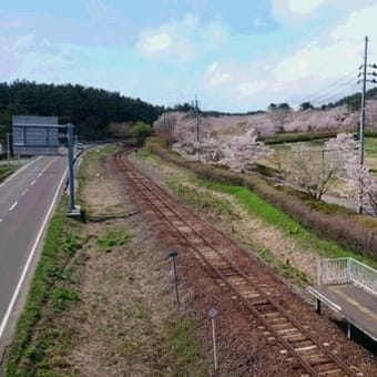 御所の台ふれあいパーク桜開花状況（H29.4.28）