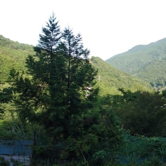 令和7年6月19日・今朝の東祖谷１６℃（１５．９℃）