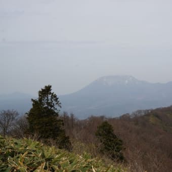 4月22,23日の両日のカタクリの花観賞登山