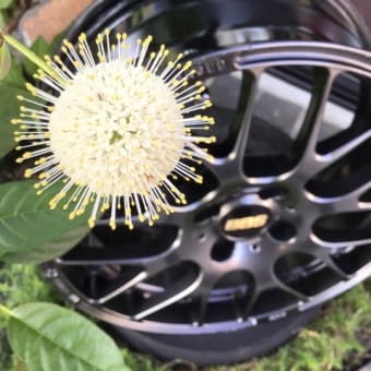 花火のような開花！