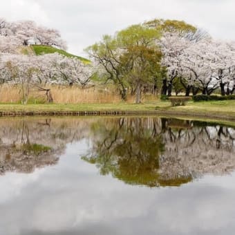 お待たせ今年の桜➂さきたま古墳・さくら堤