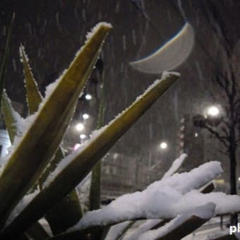 NEVE！（雪だ！）