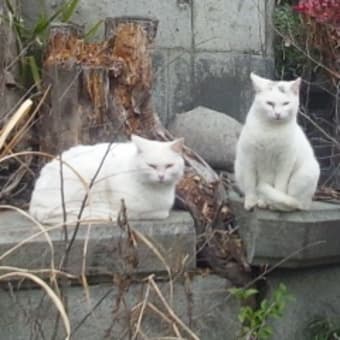 白猫さまお二人
