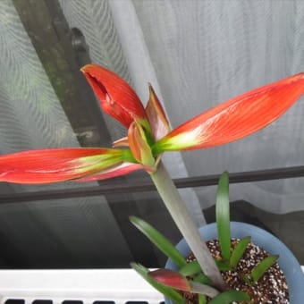 実生アマリリスの花が咲きました！