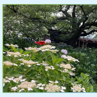 幸手権現堂の紫陽花