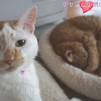 今日も ここ(=^・^=)(=^・^=)♪