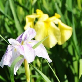 大宮公園の花菖蒲