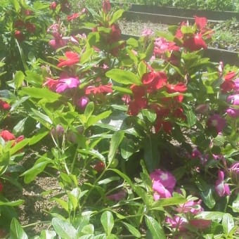  木陰とビンカと棉の花