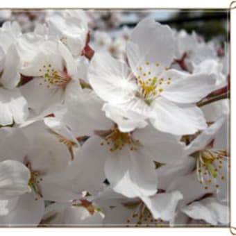 桜　ポストカード