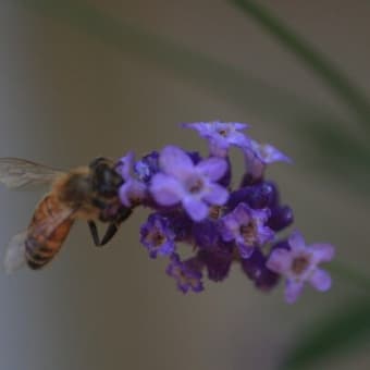 ラベンダーの蜜を採取する蜜蜂