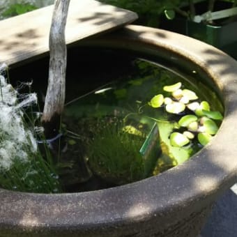 水鉢リニューアル