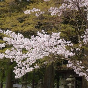 お花見