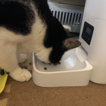 がっつく美味しさ❓､､､なのか。