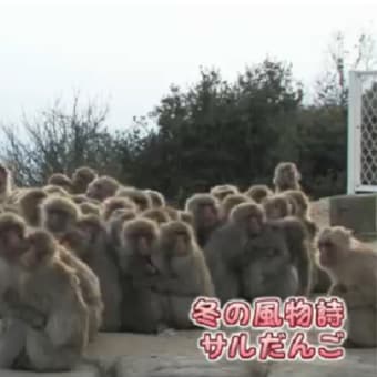 寒さしのぐ 「サルだんご」 ・小豆島　２０１３年０１月３１日