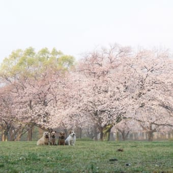 今年のお花見