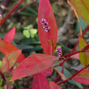 草紅葉