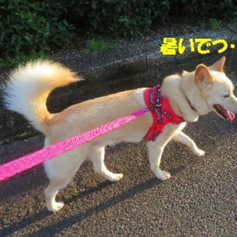 暑すぎ～💦