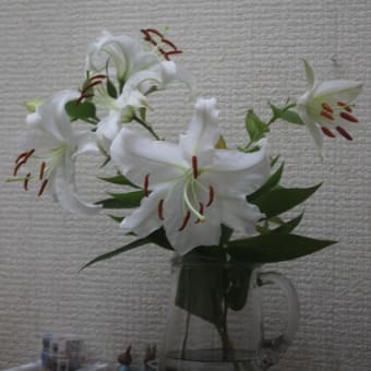 ソルダム収穫