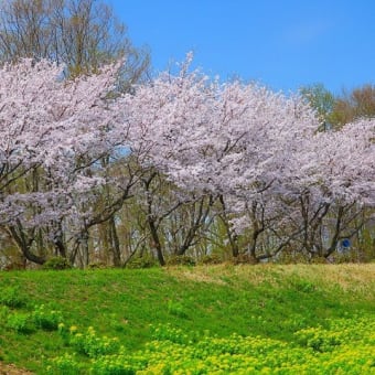 琵琶湖の春。　絶景スポット！