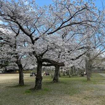 平和公園の桜ー２０２５（北九州市小倉北区）