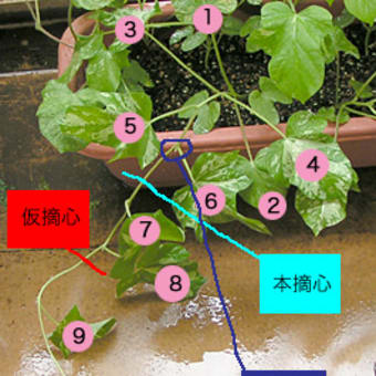 朝顔摘心 Little Garden