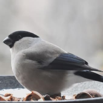 野鳥シリーズ　１