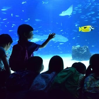 魚あそび～水族館～魚屋さん