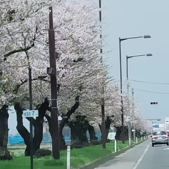 弘前公園の桜まつりへ
