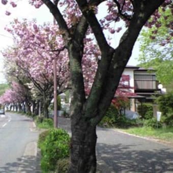 相模原　「下原やえざくら通り」の八重桜は