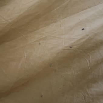 テントにシリコンオイルを塗布したら水玉コロコロはよかったが、虫が寄ってきてハエトリガミ状態　(2024/6/6)