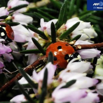 写真記事/春間近、フランス西部の花畑　　AFP BBNews