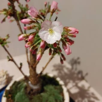 御殿場桜の花